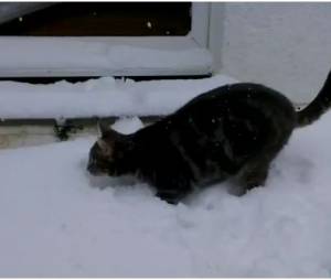 Fletcher VS la neige, un combat sans fin