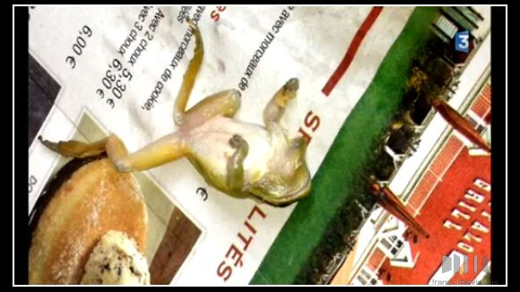 Buffalo Grill : une grenouille trouvée dans une salade !