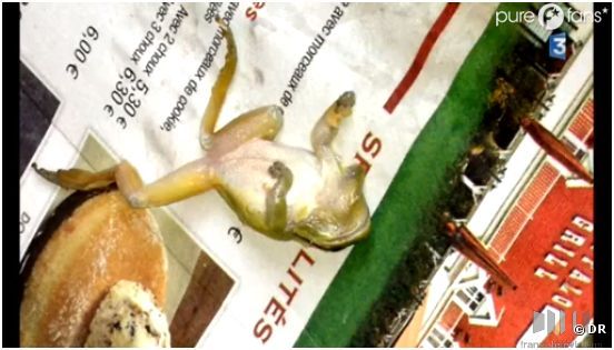 Une mère de famille a trouvé une grenouille dans son assiette