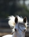 Des traces de cheval sont détectées dans des produits surgelés étiquetés 100% boeuf.