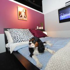 Vienne : des chambres d'hôtel de luxe pour les chiens