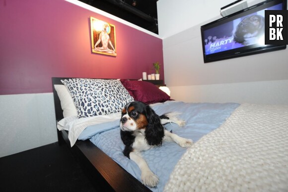 Un hôtel propose des chambre pour les chiens
