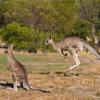 Perdu, Simon a été sauvé par des kangourous