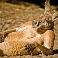 Australie : un petit garçon perdu mais sauvé par... un kangourou