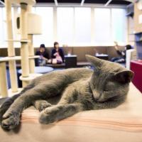 Le Café des chats : le 1er bar à chats français ouvre ses portes à Paris