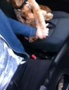 Le chien qui veut qu'on lui tienne la main en voiture.
