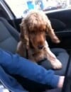 Le chien qui veut qu'on lui tienne la main en voiture.