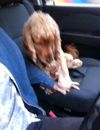 Le chien qui veut qu'on lui tienne la main en voiture.