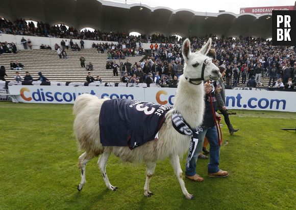 Serge le Lama, sur la pelouse du Stade Chaban-Delmas pour le match de Ligue 1 Bordeaux-Nantes, le 10 novembre 2013