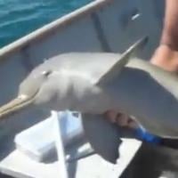 Des pêcheurs sauvent un bébé dauphin piégé dans un sac plastique