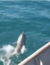 Un bébé dauphin pris au piège d'un sac plastique sauvé par des pêcheurs