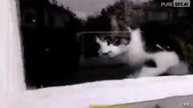 Video On A Trouve Le Pire Ennemi Des Facteurs Et C Est Ce Chat Purebreak Video On A Trouve Le Pire Ennemi Des Facteurs Et C Est Ce Chat Purebreak