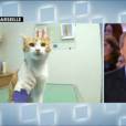 Oscar, le chaton torturé de Marseille, a donné une interview au Grand Journal