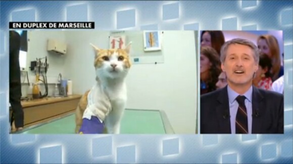 Oscar le chat torturé : 1eres interviews trop miaou pour le miraculé