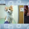 Oscar le chaton torturé de Marseille dans Le Grand Journal de Canal+