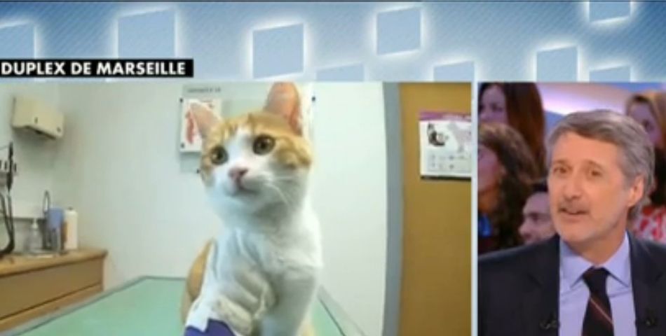 Oscar le chaton torturé de Marseille dans Le Grand Journal de Canal+