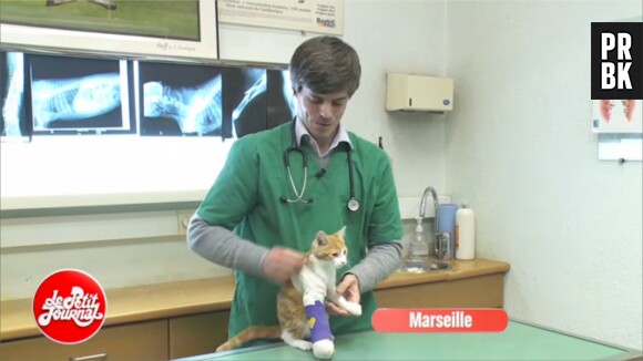 Oscar le chaton torturé de Marseille en duplex dans Le Petit Journal de Canal+
