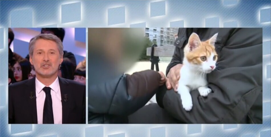 Antoine de Caune a attaqé Farid de la Morlette, le lanceur de chats marseillais dans Le Grand Journal, le 3 janvier 2013