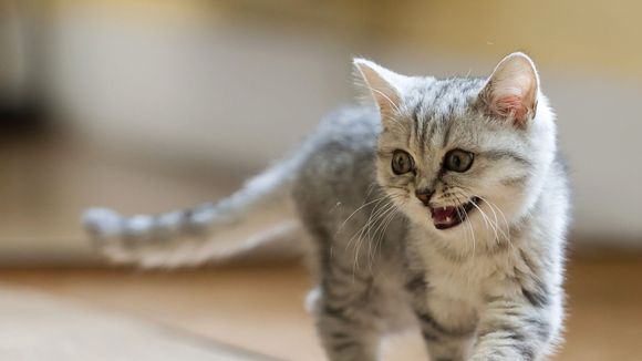 Il tue un chat à coups de pied, direction la case prison