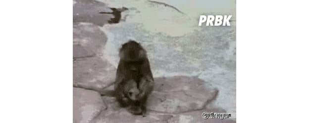 5 Petit Singe Saute Sur Le Lit [GIFS] 15 animaux qui viennent d'avoir la trouille de leur vie - Purebreak