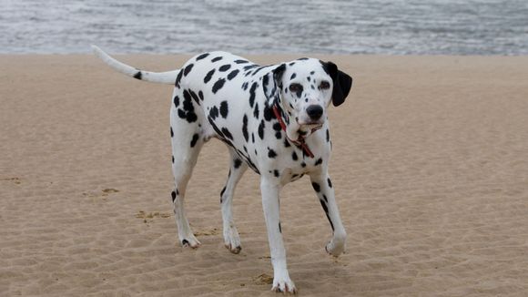 Un chien témoin principal d'une affaire de meurtre : une histoire de woof !