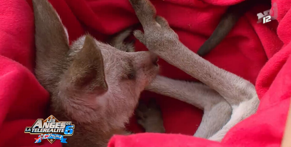 Les Anges 6 : Sydney le bébé kangourou