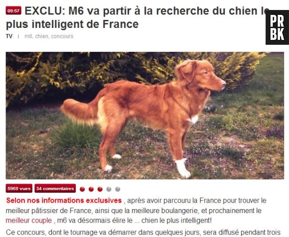 Jean Marc Morandini fait croire que M6 va lancer une émission pour rechercher le chien le plus intelligent de France