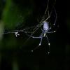 Les Anges 6 : une énorme araignée va terroriser Amélie Neten