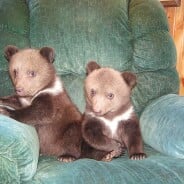 [PHOTOS] Ces deux oursons adoptés sont la chose la plus mignonne de la journée