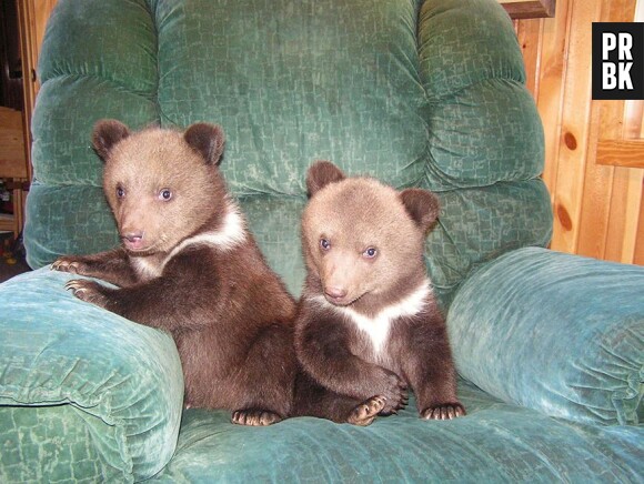 Les oursons Lewis et Clark sur un fauteuil
