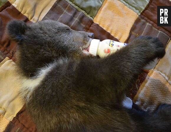 Un des deux oursons en pleine sieste