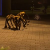 [VIDEO] Un chien-araignée géant star d&#039;une caméra cachée flippante et délirante