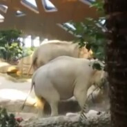 Un éléphanteau tombe et panique, deux éléphants adultes accourent pour le sauver
