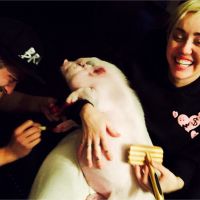 Miley Cyrus : toilettage et manucure de star... pour son cochon !