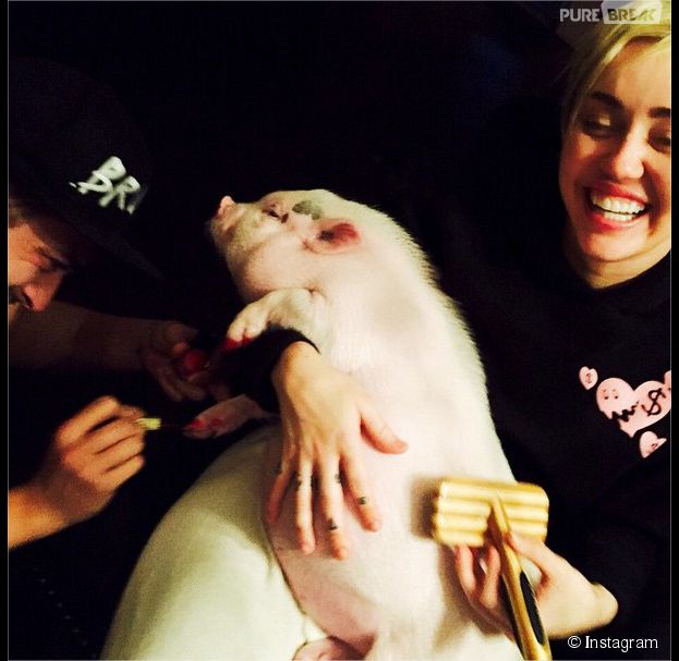 Miley Cyrus : son cochon Bubba Sue vit une vie de star sur Instagram