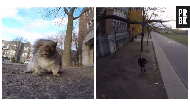 Un écureuil vole une GoPro.