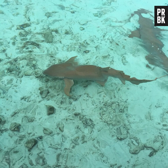 Hillary et Vincent (Ch'tis) : rencontre avec les requins aux Maldives