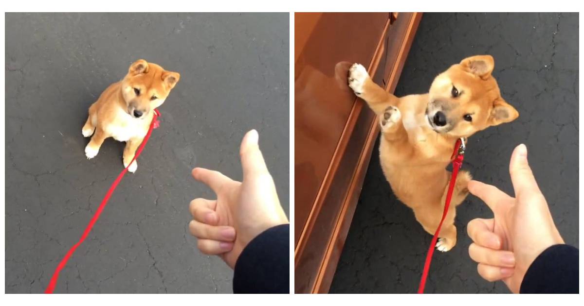 Trop Cute Ce Chien Shiba Inu Met Les Pattes En L Air Sur Commande Purebreak Trop Cute Ce Chien Shiba Inu Met Les Pattes En L Air Sur Commande Purebreak