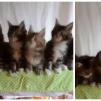 Voici un nouveau sport trop mignon : la danse synchronisée... de chatons !