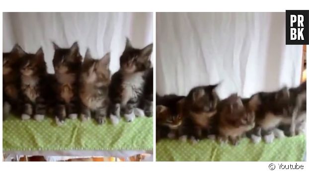Sept chatons font les mêmes mouvements, hypnotisés par le jouet tenu par leur maitresse.