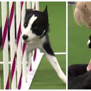 Hallucinant : voici Tex, le chien champion du monde d&#039;Agility, le Flash canin
