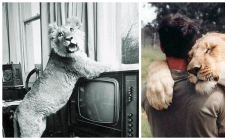 rencontre lion et maitre