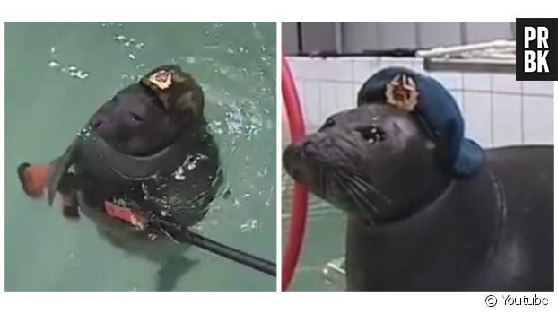 Deux phoques ont été déguisés en soldats en entraînés pour les imiter.
