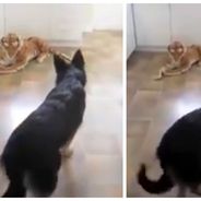 Trop mignon : un chien complètement paniqué à cause... d&#039;une peluche !