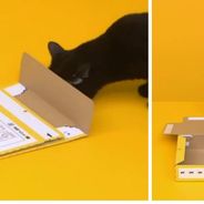 Un chat monte une boite en carton tout seul avec ses petites pattes. La pub japonaise drôle et cute
