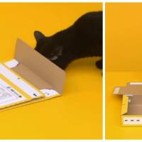 Un chat monte une boite en carton tout seul avec ses petites pattes. La pub japonaise drôle et cute
