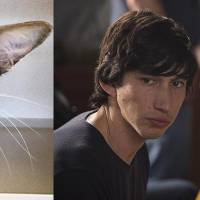 Le chat sosie d'Adam Driver en Kylo Ren a été adopté