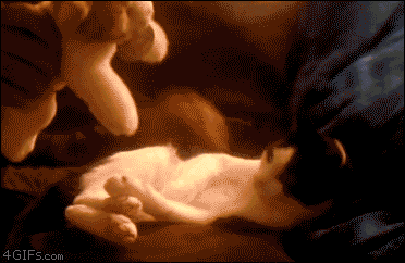 Gif câlin bébé chat