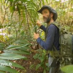 WILD : la séquence du jaguar mise en scène ? Les internautes crient au fake
