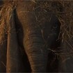 Dumbo : une première bande-annonce magique du remake du film Disney